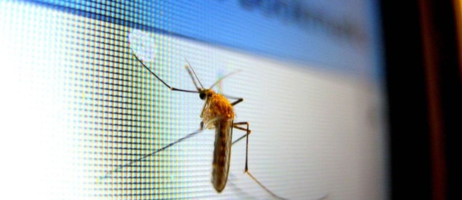 Como acabar com mosquitos na cozinha: Dicas infalíveis para um ambiente livre de pragas! Como acabar com mosquitos na cozinha: Dicas infalíveis para um ambiente livre de pragas!